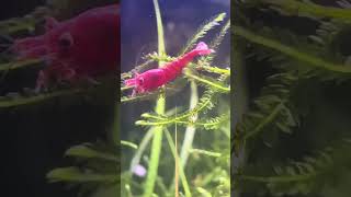 Cherry shrimp 101 in under 2 minutes
