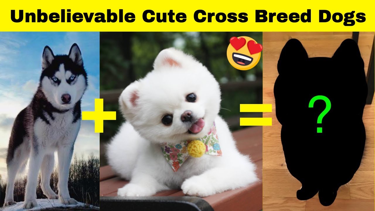 cutest cross breeds