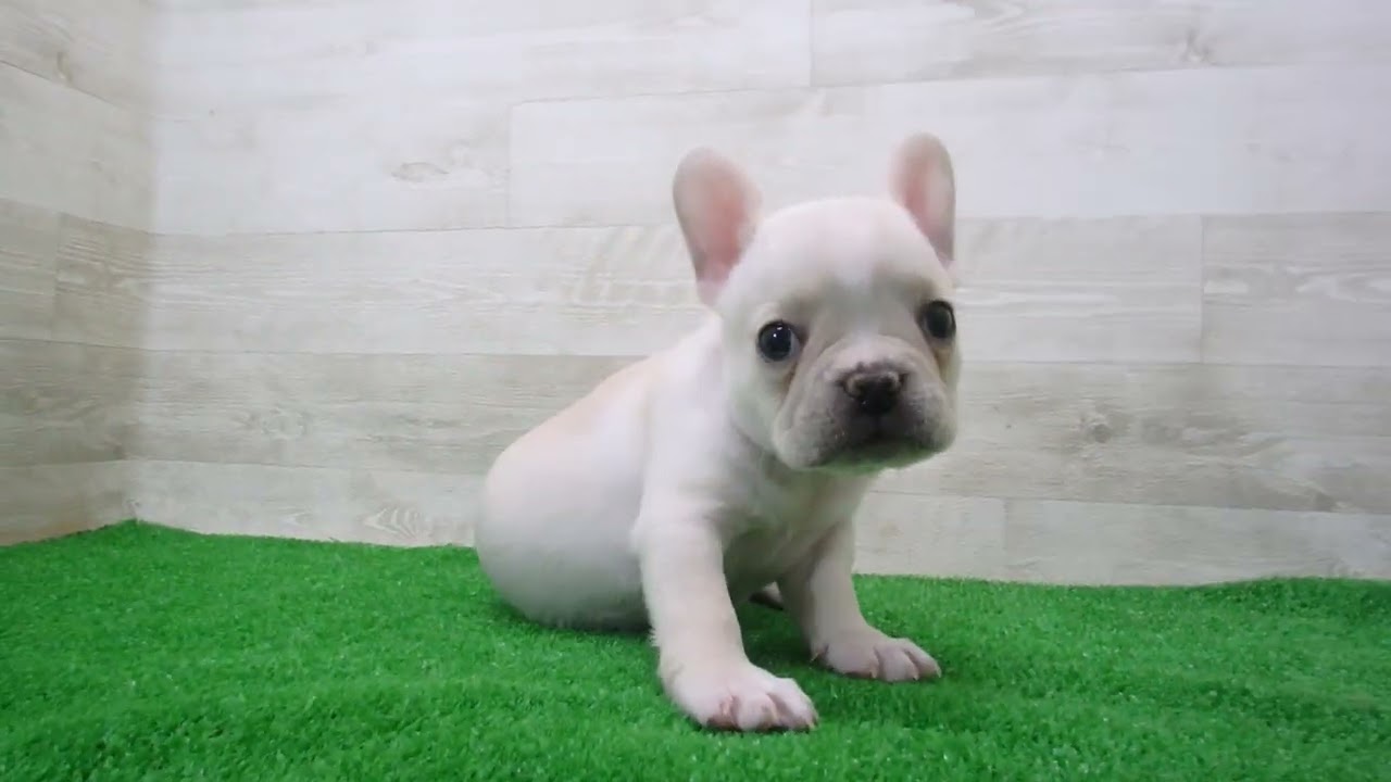 ペットショップCoo&RIKU No.00747809 フレンチブルドッグ - YouTube