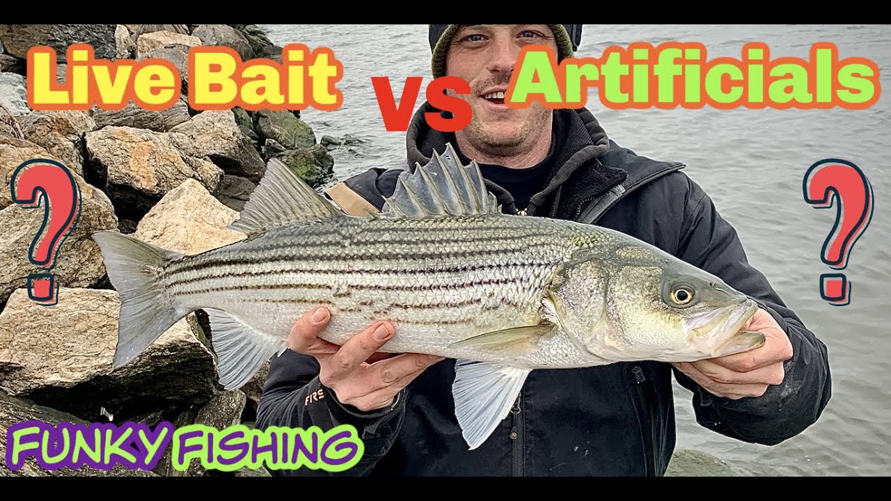 Live Bloodworms VS Artificial Bloodworms: Striped Bass Fishing