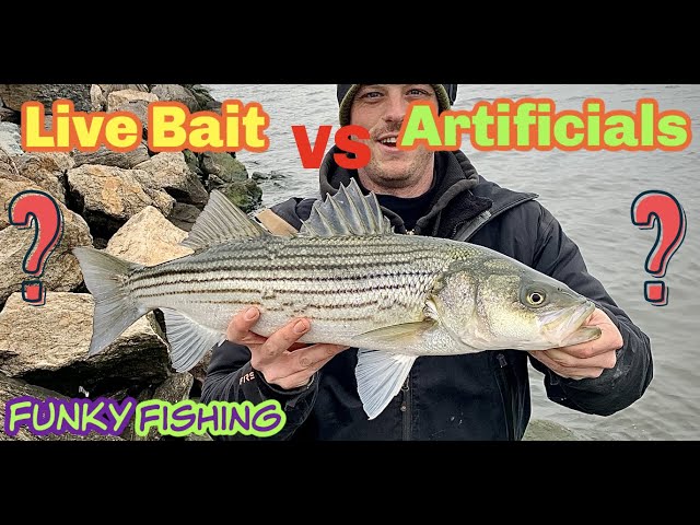Live Bloodworms VS Artificial Bloodworms: Striped Bass Fishing NYC