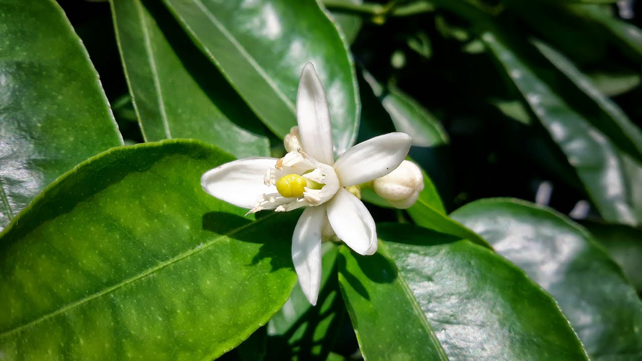 檸檬開花了 Youtube