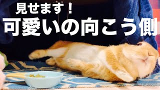 カワイイの限界を軽々と超えてくるウサギ #680