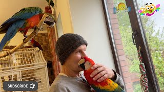 Joyful Meeting: How Parrots Show Love for Dad. Как попугаи любят папу, смешные моменты