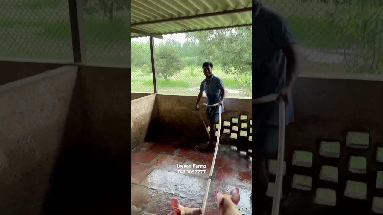 Time for 🐷 shower 🧼 🚿