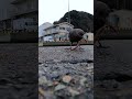 岩壁にイソメを置いた直後に…