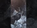 Beautiful mama cat and her kittens.  #cat #kitten #subscribe #catshorts #shorts
