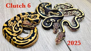 Clutch #6 of 2025.. Nyala Mojave Fire/Vanilla x Leopard ball python hatchlings 