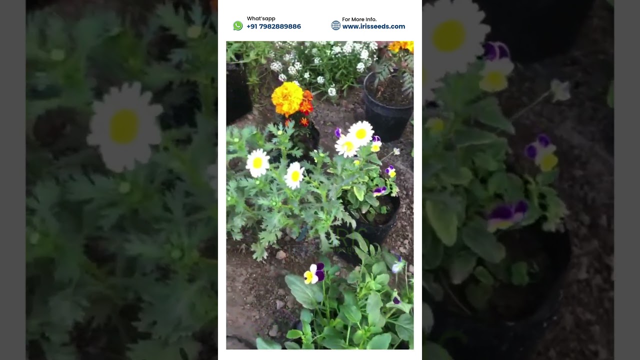 IRIS Hybrid Seeds, we have all kinds of F1 Hybrid Flower Seeds for Need 