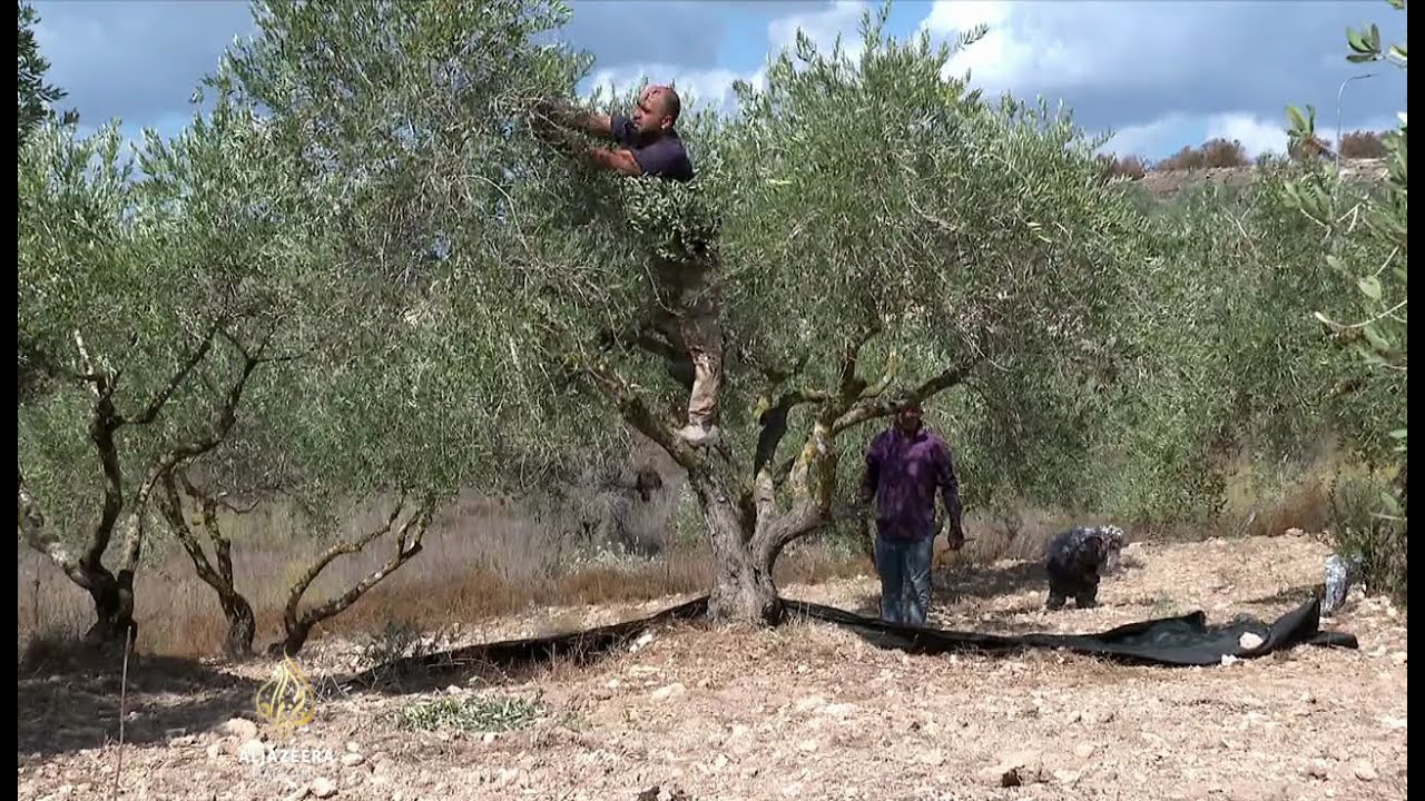 لا يستطيع الفلسطينيون زيارة ممتلكاتهم في الضفة الغربية إلا مرتين في السنة