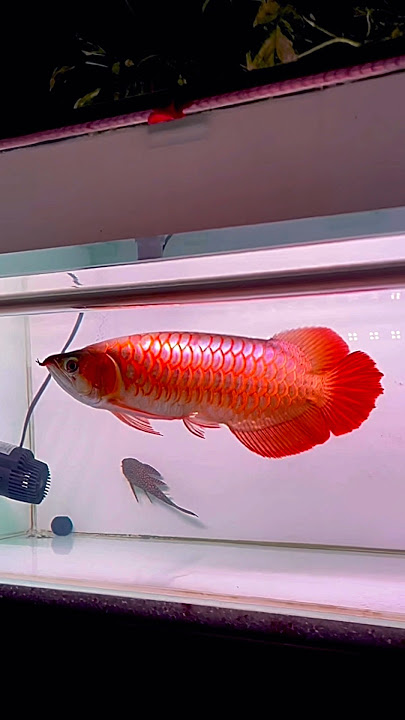 Arowana superred sepauk #superredarwana #superreddragon #superredarowana #arwanaclubindonesia
