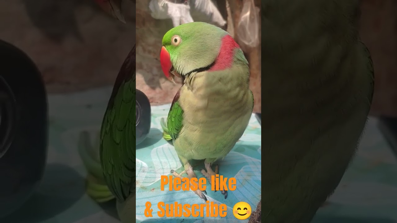 Mummy Bolne wala Mithu🥹🫶🏻