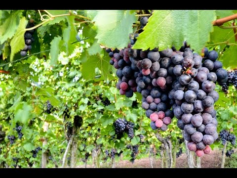 Video: Información sobre la cosecha de uvas: el mejor momento para recoger las uvas