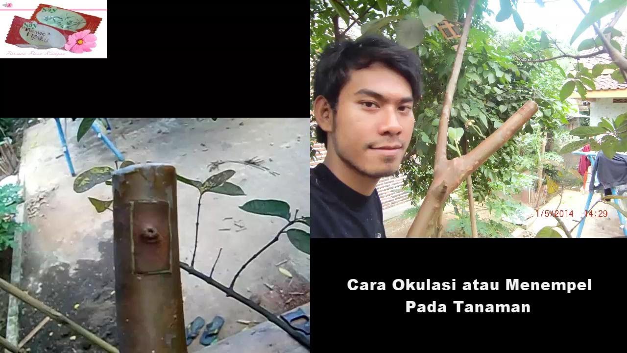  Cara  Okulasi atau Menempel  Pada Tanaman  YouTube