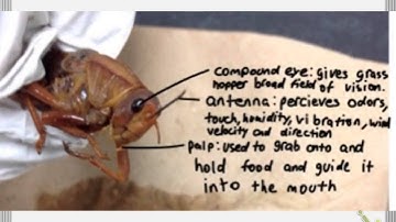 Cool Grasshopper Dissection Tutorial