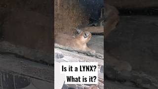 What Cat Is It? Is it a Lynx? No Information about this Cat at Clark Safari Zoo Pampanga