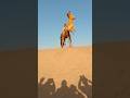 jump on camel my wife and hee fractured😅 #music #electronicmusic