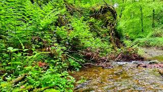 Enjoy the pleasant murmur of a stream in the forest, relax and unwind. Complete relaxation.