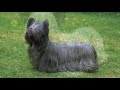 Características Da Raça Skye Terrier の動画、YouTube動画。