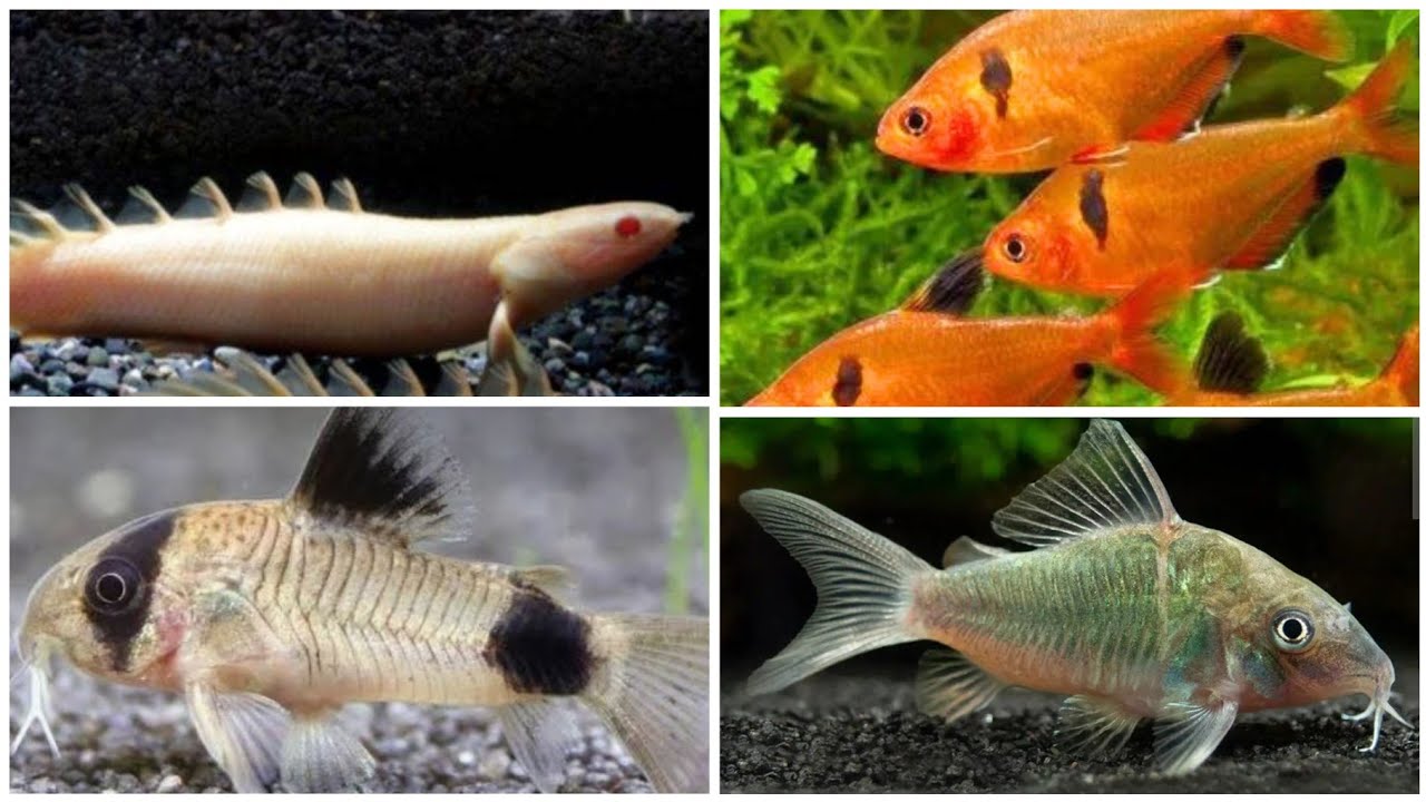 Unboxing green albino Senegal re stocks plants guppies lot and Cory fish available 🤩