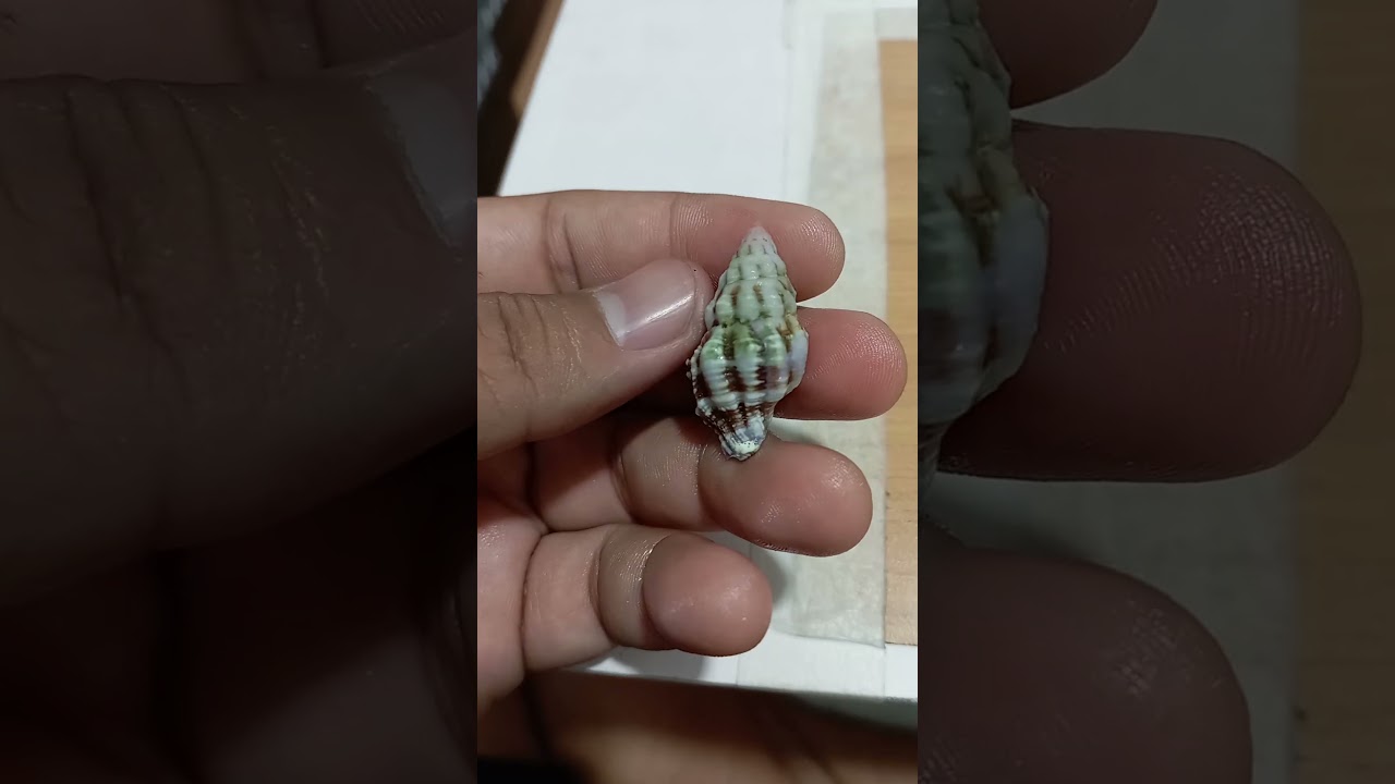 peristernia Nassatula