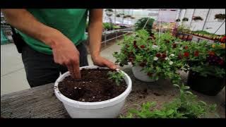 How To Hanging Baskets part 2 (Million Bells)