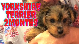 【Yorkie Puppy】 Yorkshire Terrier Puppy 2 months old