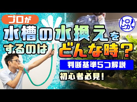 【水替えしてますか】プロが水槽の水換えをするのはどんな時？判断基準を5つ紹介