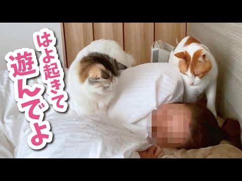 寝坊しまくる奥さんに遊んでほしくてたまらない猫達【おしゃべりする猫】