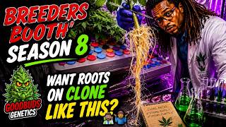 Breeders Booth Season 8 | Do You Want Clone Roots Like This? | Transplanting The Babies 👨🏾‍🔬🤷🏾‍♂️
