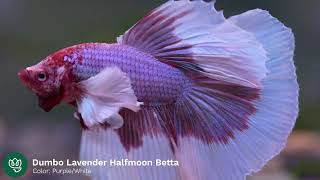 Dancing - Dumbo Lavender Halfmoon Betta