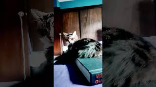 #asmr #tapping #cat