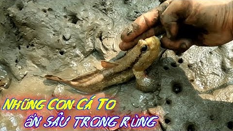 Đi Sâu Vào Rừng Câu Cá Thồi Lòi Toàn Những Con To | Gia Đình Cần Giờ .93 |