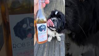 Meet the Dog on Every Bottle I Make 🐶🍾 #NewfoundlandDog #HomeBartender
