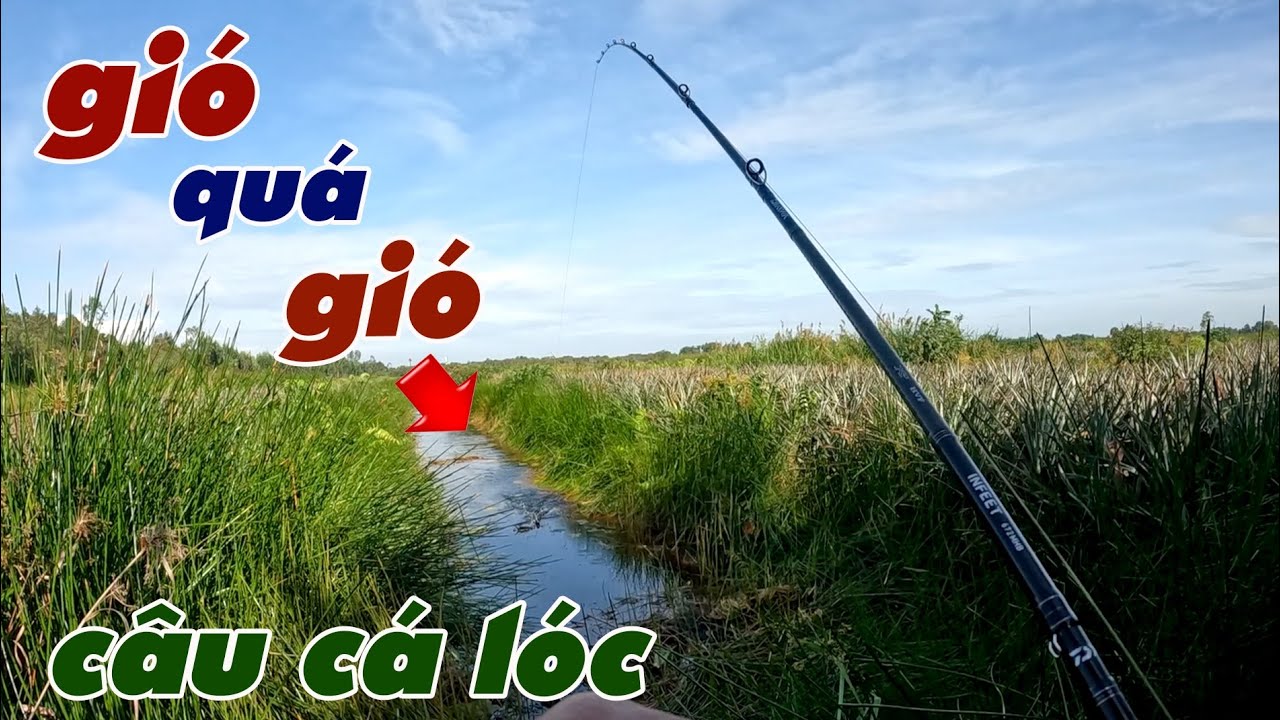 Câu Lure Cá Lóc ✅ Câu Cá Lóc Tân Phước Ngày Mưa Bão Và Cái Kết | Tâm Râu Vlog #380