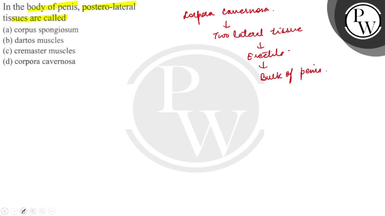 In the body of penis, postero-lateral tissues are called
(a) corpus spongiosum
(b) dartos muscle...