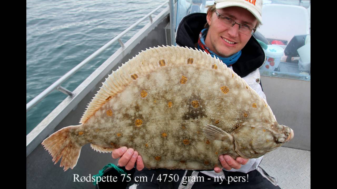 Rødspette 4,75 kg - 75 cm - YouTube