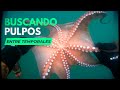 🐙BUSCANDO PULPOS ENTRE TEMPORALES🔱PESCA SUBMARINA GALICIA