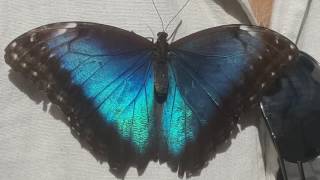 Niagara Butterfly Conservatory Teaser | Don & Valerie Fonceca - 2016