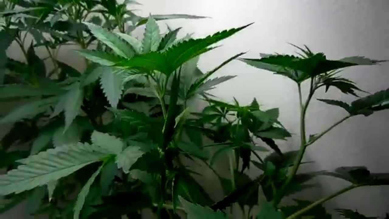 TSG CannaVenture SFVOG x Ortega- Update 8