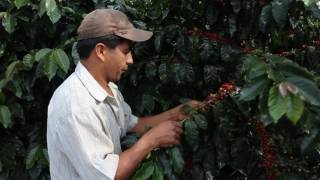 Introduksjon Til Kaffe - 16