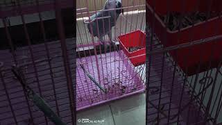 Wow that's great for parrot