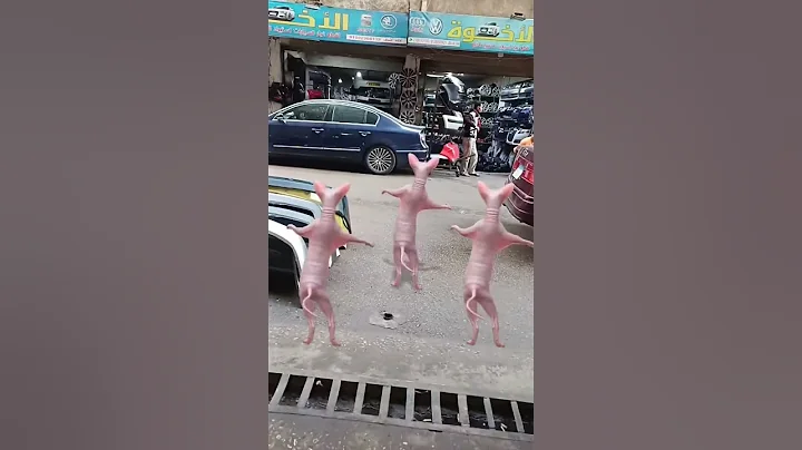 Video 11830251: sphynx kittens cutecat, sphynx funny cutecat, sphynx kitten cute funny, sphynx kitten loving, cutecat dancing funnycats, cutecat beautiful