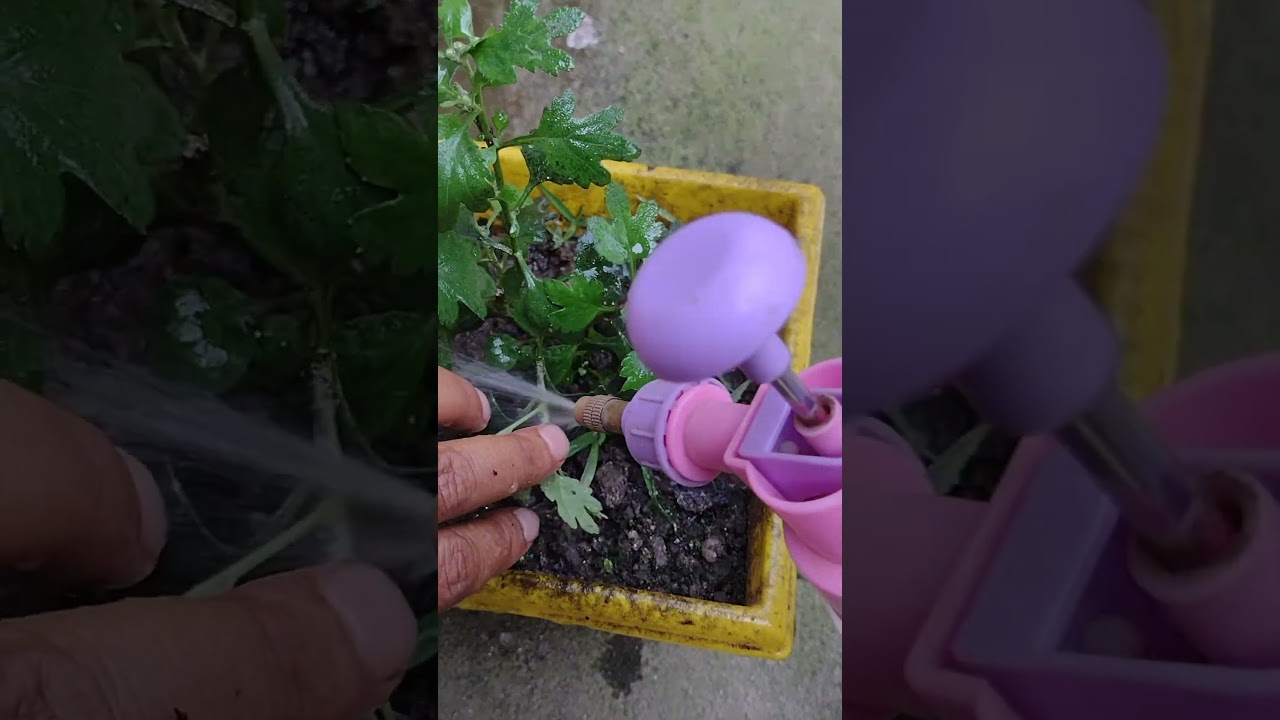 How to take care of plants in winter 