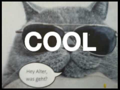 coole katze
