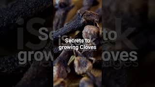 Secrets To Growing Cloves