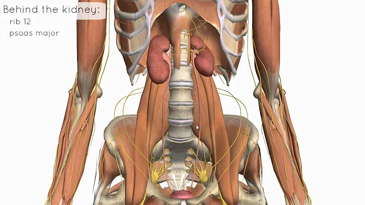 Location and Relations of the Kidney - 3D Anatomy Tutorial - DayDayNews