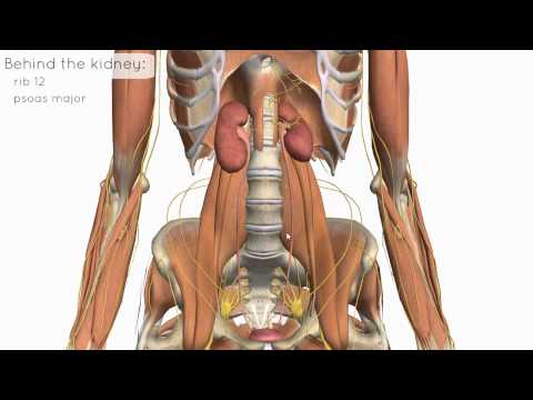location-and-relations-of-the-kidney---3d-anatomy-tutorial