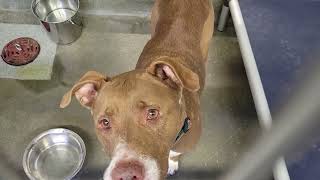 acs A456902