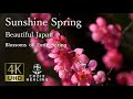 【Sunshine Spring】Blossoms of Early Spring.